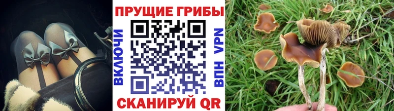 Псилоцибиновые грибы прущие грибы darknet Telegram блэк спрут tor Берёзовка как найти закладки